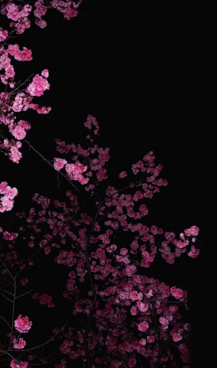 Serene Splendor Classic Orchid Collection